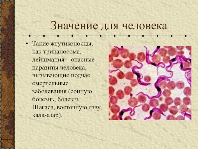 Значение для человека Такие жгутиконосцы, как трипаносома, лейшмания – опасные паразиты человека,