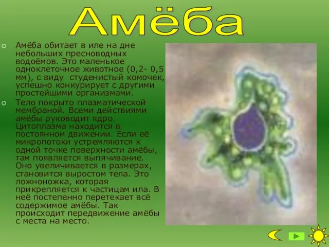 Амёба обитает в иле на дне небольших пресноводных водоёмов. Это маленькое одноклеточное