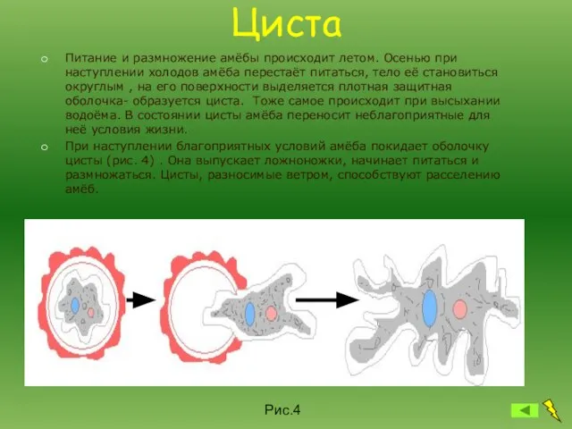 Циста Питание и размножение амёбы происходит летом. Осенью при наступлении холодов амёба