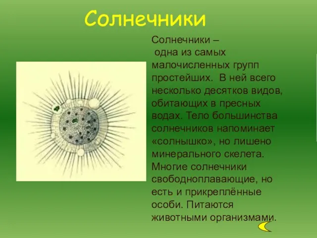 Солнечники – одна из самых малочисленных групп простейших. В ней всего несколько