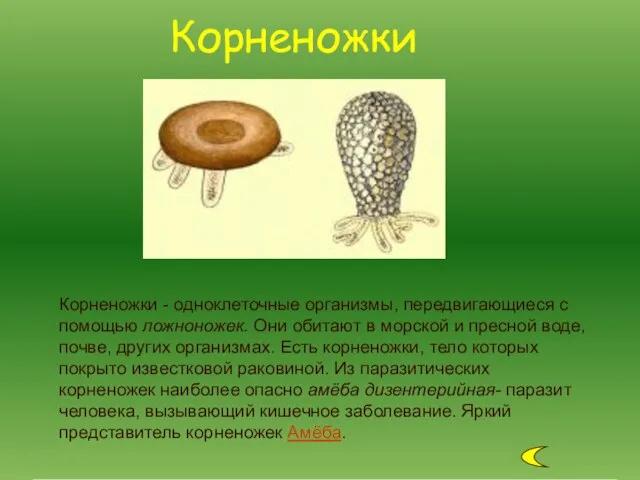 Корненожки - одноклеточные организмы, передвигающиеся с помощью ложноножек. Они обитают в морской