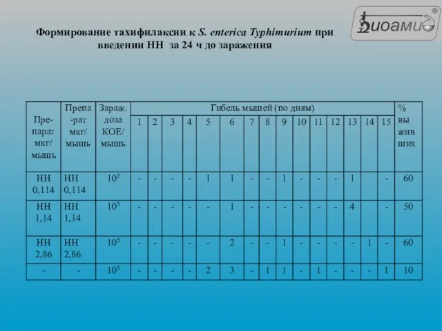 Формирование тахифилаксии к S. enterica Typhimurium при введении НН за 24 ч до заражения