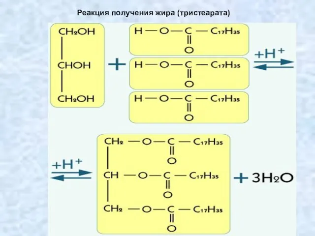 Реакция получения жира (тристеарата)