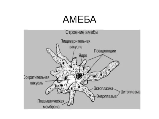 АМЕБА