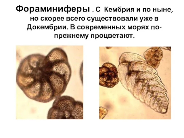 Фораминиферы . С Кембрия и по ныне, но скорее всего существовали уже