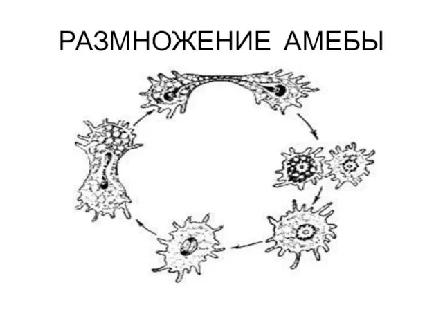 РАЗМНОЖЕНИЕ АМЕБЫ