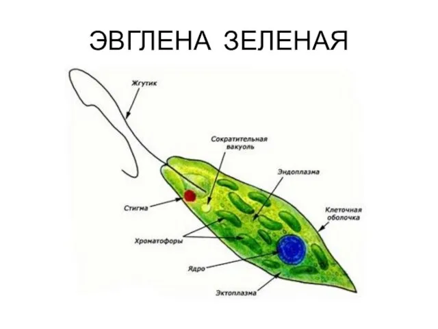 ЭВГЛЕНА ЗЕЛЕНАЯ