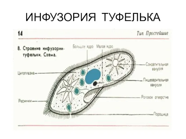 ИНФУЗОРИЯ ТУФЕЛЬКА