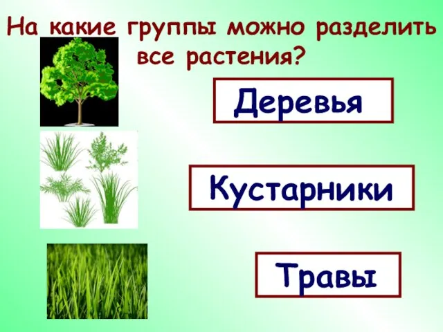 На какие группы можно разделить все растения? Деревья Кустарники Травы