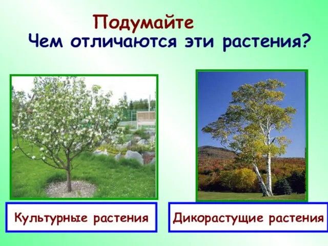 Подумайте Чем отличаются эти растения? Культурные растения Дикорастущие растения
