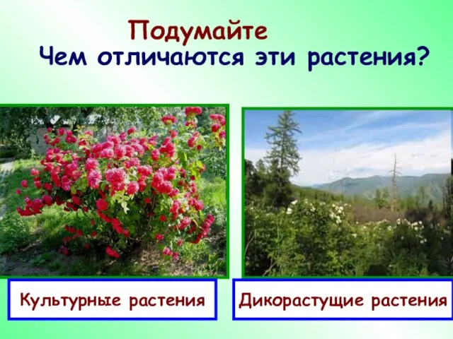 Подумайте Чем отличаются эти растения? Культурные растения Дикорастущие растения
