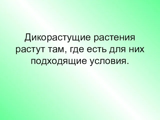 Дикорастущие растения растут там, где есть для них подходящие условия.