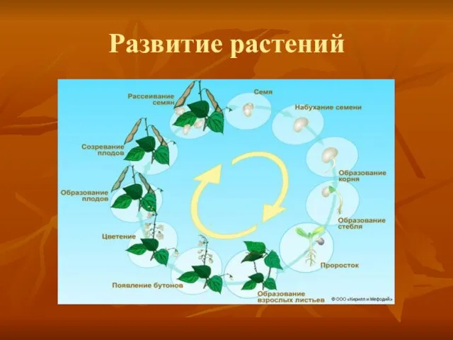 Развитие растений