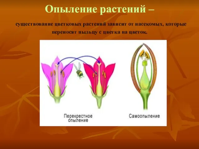 Опыление растений – существование цветковых растений зависит от насекомых, которые переносят пыльцу с цветка на цветок.