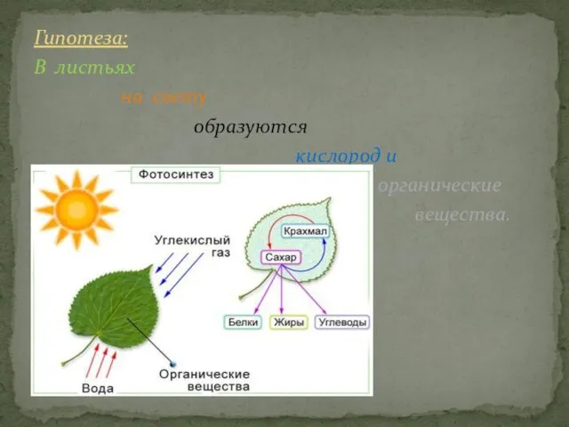 Гипотеза: В листьях на свету образуются кислород и органические вещества.