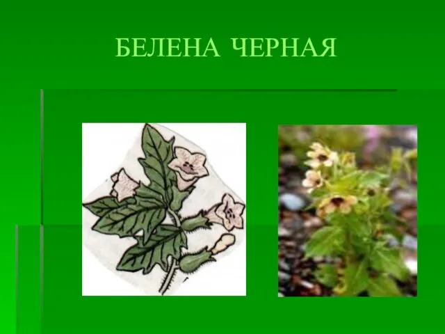 БЕЛЕНА ЧЕРНАЯ