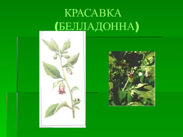 КРАСАВКА (БЕЛЛАДОННА)