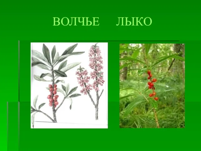 ВОЛЧЬЕ ЛЫКО