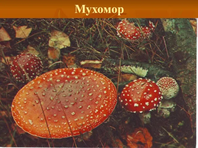 Мухомор