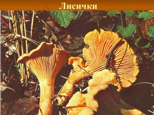 Лисички