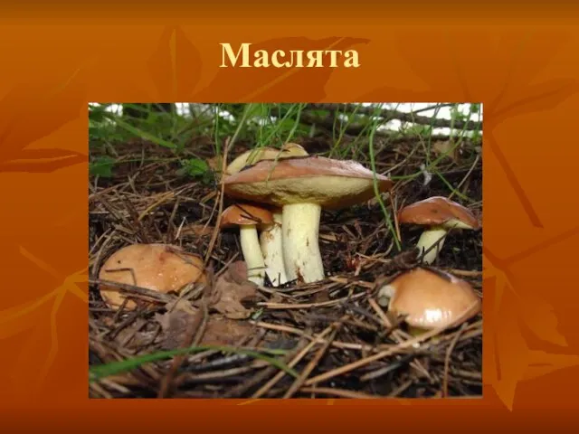 Маслята