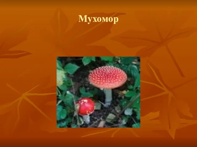 Мухомор