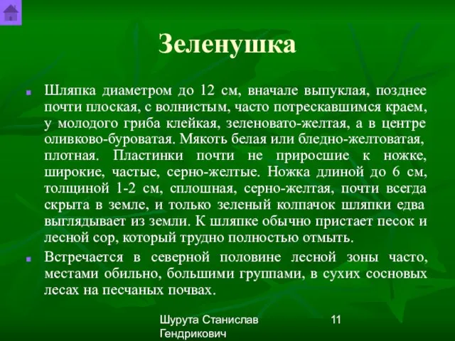 Шурута Станислав Гендрикович Зеленушка Шляпка диаметром до 12 см, вначале выпуклая, позднее