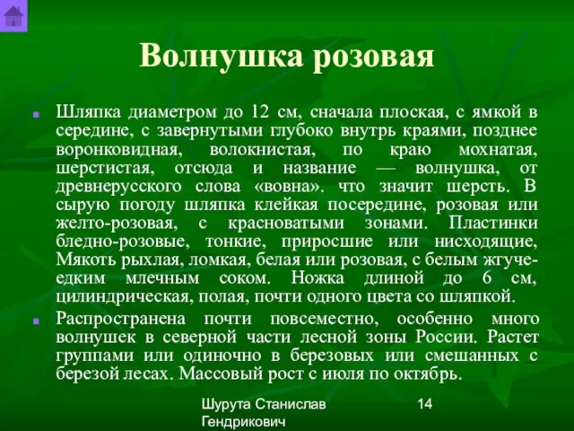 Шурута Станислав Гендрикович Волнушка розовая Шляпка диаметром до 12 см, сначала плоская,