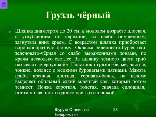 Шурута Станислав Гендрикович Груздь чёрный Шляпка диаметром до 20 см, в молодом