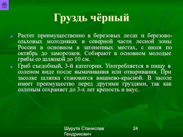 Шурута Станислав Гендрикович Груздь чёрный Растет преимущественно в березовых лесах и березово-ольховых