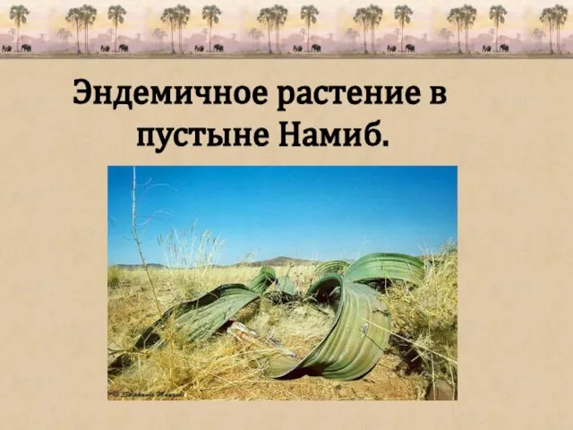 Эндемичное растение в пустыне Намиб.