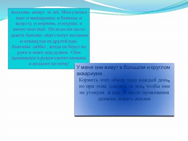 Ахатины живут 10 лет. Мои улитки едят и мандарины, и бананы, и