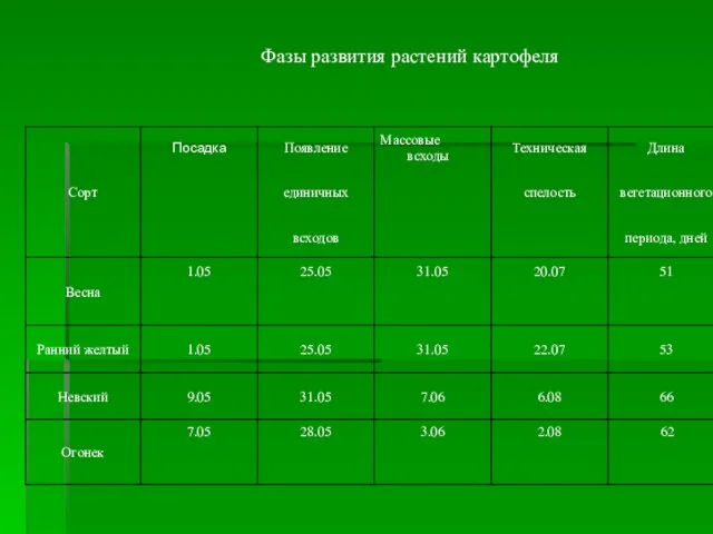 Фазы развития растений картофеля