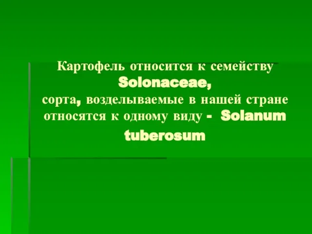 Картофель относится к семейству Solonaceae, сорта, возделываемые в нашей стране относятся к