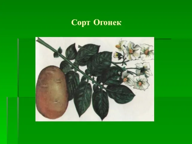 Сорт Огонек