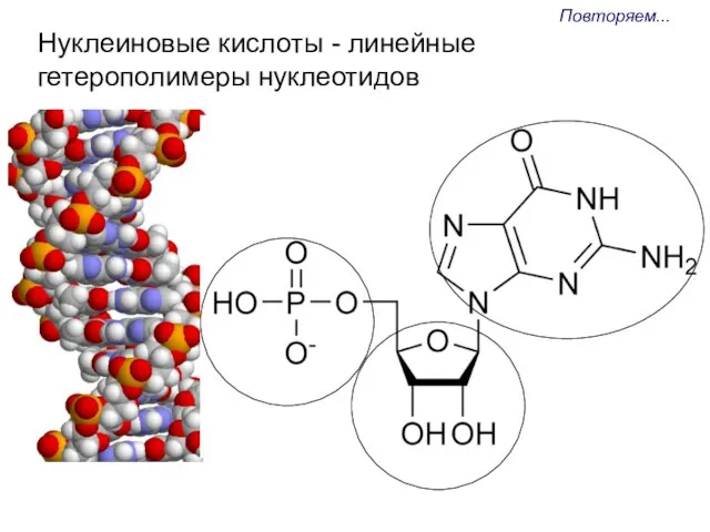 Нуклеиновые кислоты - линейные гетерополимеры нуклеотидов Повторяем...