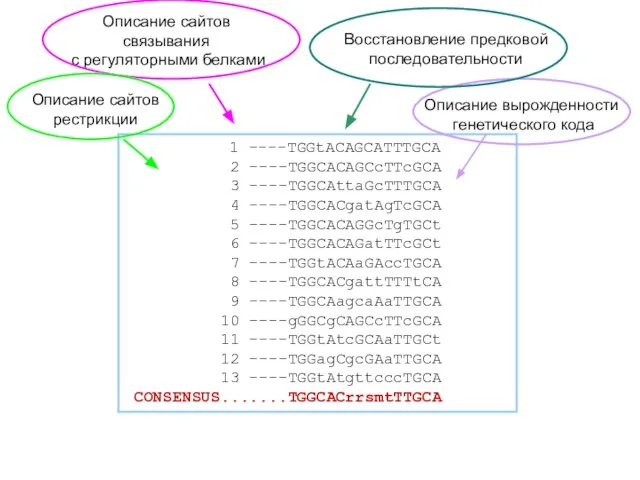 1 ----TGGtACAGCATTTGCA 2 ----TGGCACAGCcTTcGCA 3 ----TGGCAttaGcTTTGCA 4 ----TGGCACgatAgTcGCA 5 ----TGGCACAGGcTgTGCt 6 ----TGGCACAGatTTcGCt