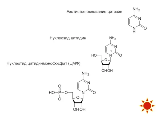 Азотистое основание цитозин Нуклеозид цитидин Нуклеотид цитидинмонофосфат (ЦМФ) 1