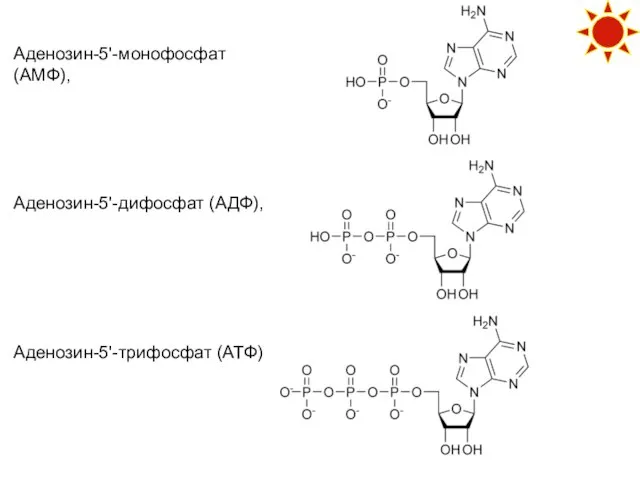 Аденозин-5'-монофосфат (АМФ), Аденозин-5'-дифосфат (АДФ), Аденозин-5'-трифосфат (АТФ)