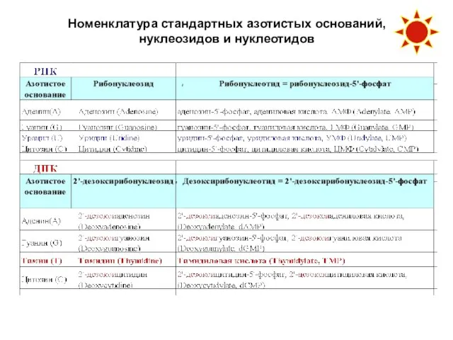 Номенклатура стандартных азотистых оснований, нуклеозидов и нуклеотидов