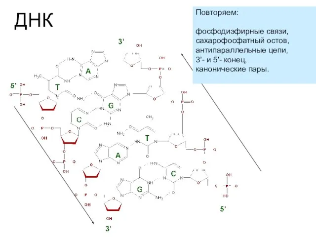 ДНК Повторяем: фосфодиэфирные связи, сахарофосфатный остов, антипараллельные цепи, 3'- и 5'- конец, канонические пары.