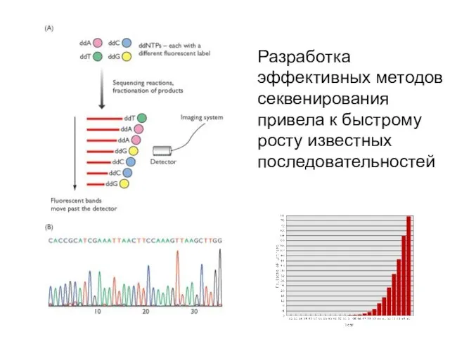 Разработка эффективных методов секвенирования привела к быстрому росту известных последовательностей