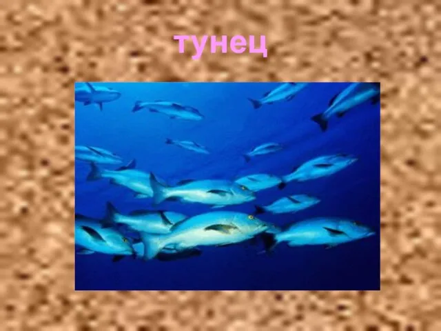 тунец