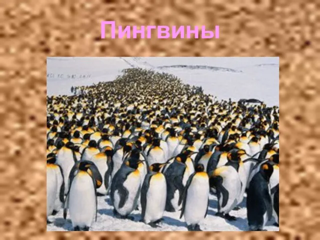 Пингвины