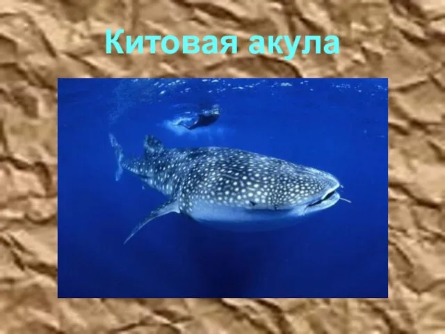 Китовая акула