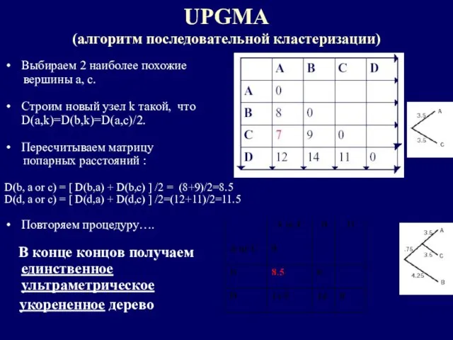 UPGMA (алгоритм последовательной кластеризации) Выбираем 2 наиболее похожие вершины a, c. Строим