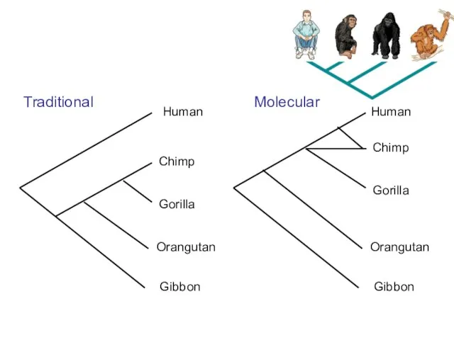 Human Chimp Gorilla Orangutan Gibbon Traditional Human Chimp Gorilla Orangutan Gibbon Molecular