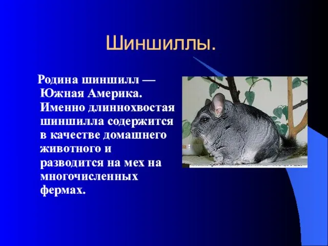 Шиншиллы. Родина шиншилл — Южная Америка. Именно длиннохвостая шиншилла содержится в качестве