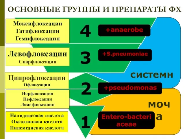 ОСНОВНЫЕ ГРУППЫ И ПРЕПАРАТЫ ФХ моча системные Налидиксовая кислота Оксолиновая кислота Пипемедиевая