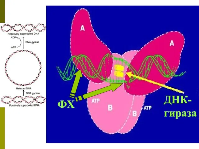 ДНК- гираза ФХ